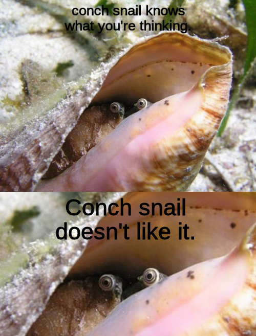 queen conch eyes - conch snail knows what you're thinking Conch snail doesn't it.