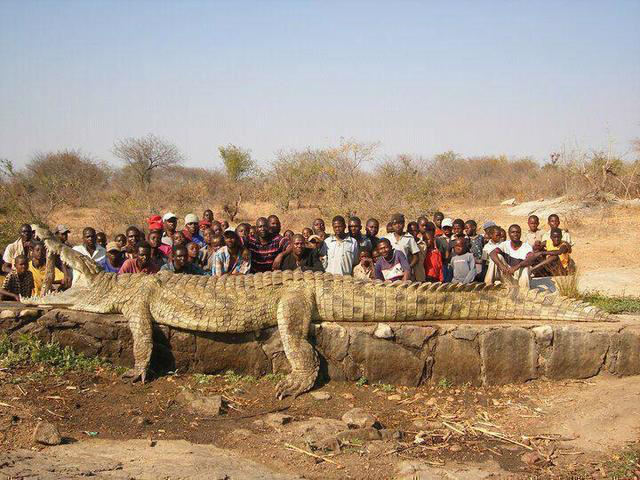 22 foot crocodile