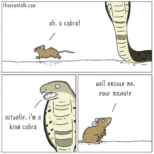 they can talk comic - theycantalk.com ah, a cobra! well excuse me, your majesty actually, i'm a king cobra
