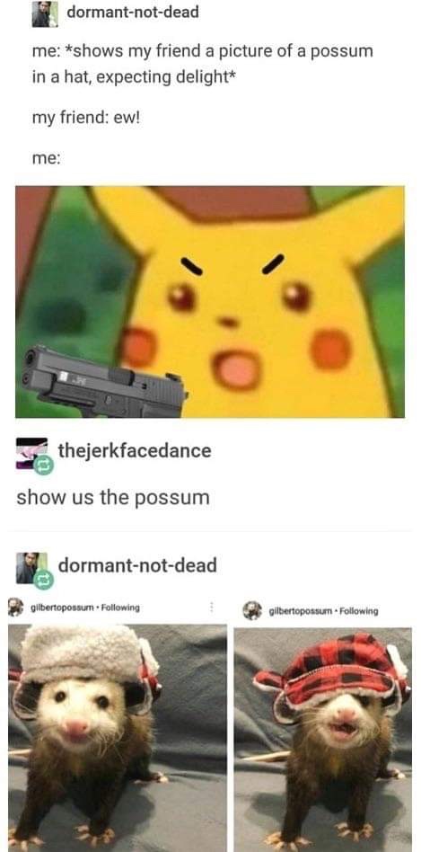 surprised pikachu meme - dormantnotdead me shows my friend a picture of a possum in a hat, expecting delight my friend ew! me thejerkfacedance show us the possum dormantnotdead gilbertopossum. ing gilbertopossum. ing