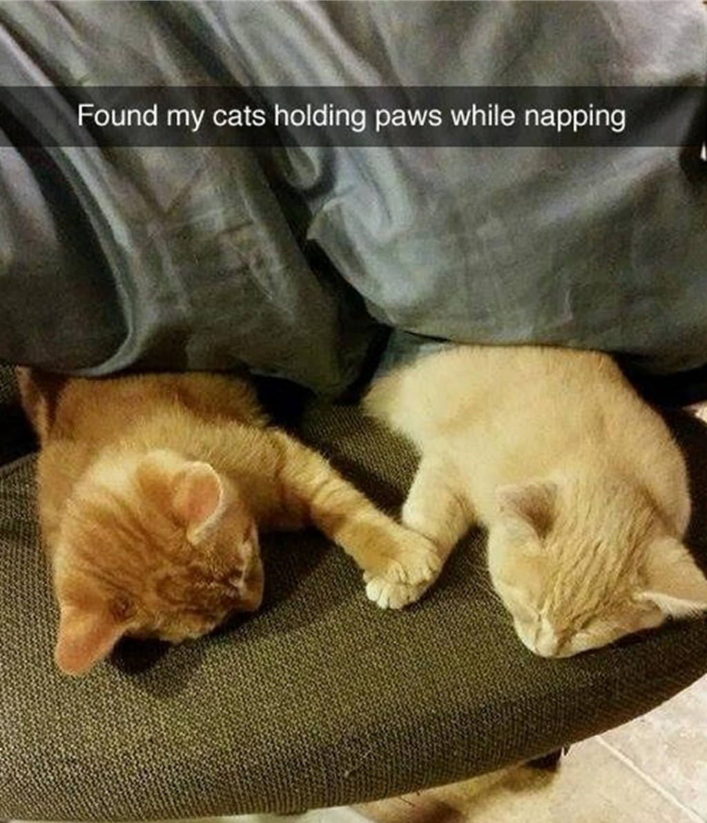 funny cat memes - Found my cats holding paws while napping