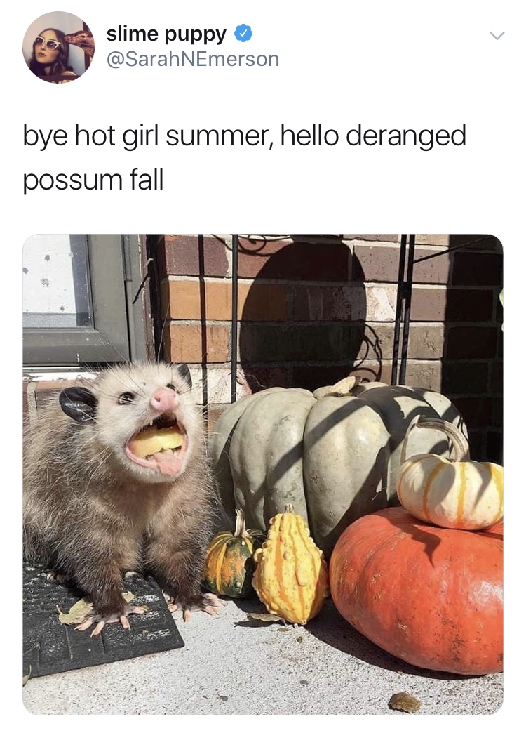 possum instagram - slime puppy bye hot girl summer, hello deranged possum fall