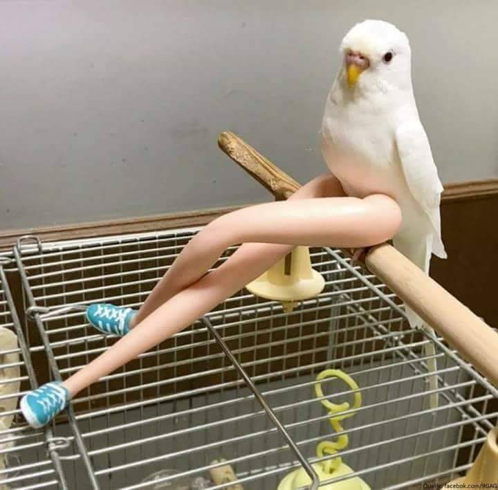 parrot barbie legs