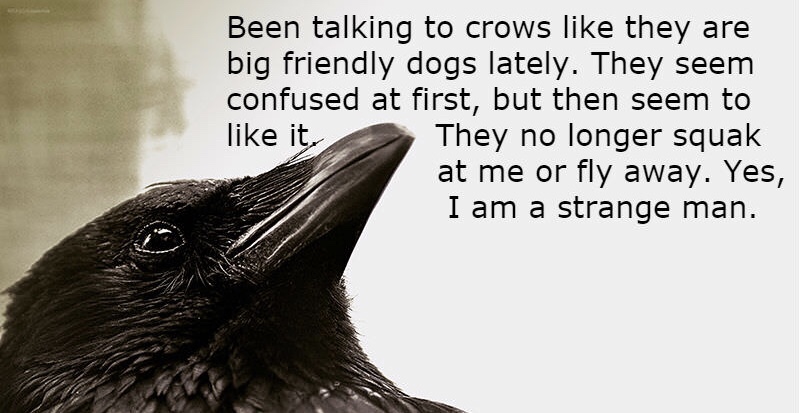 beak - Been talking to crows they are big friendly dogs lately. They seem confused at first, but then seem to it, They no longer squak at me or fly away. Yes, I am a strange man.