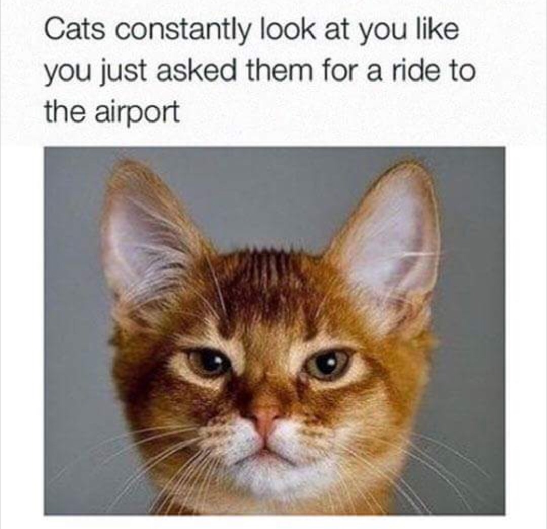 funny animal - Cats constantly look at you you just asked them for a ride to the airport