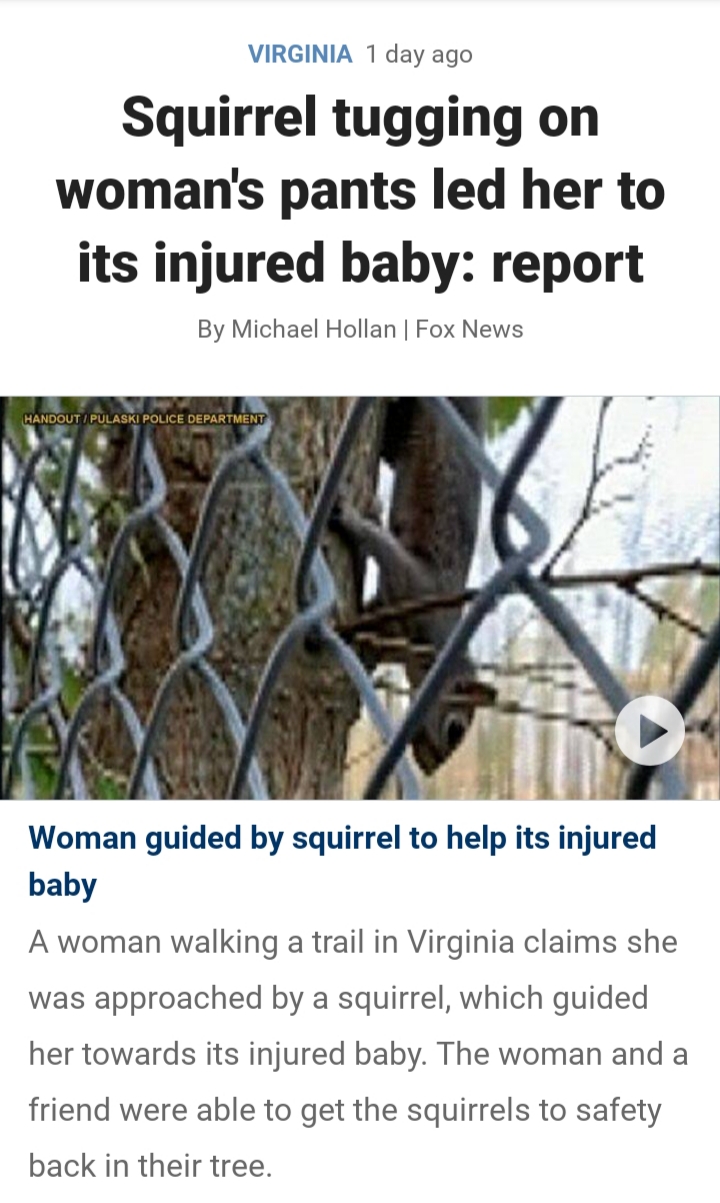 animal - Virginia 1 day ago Squirrel tugging on woman's pants led her to its injured baby report By Michael Hollan Fox News Handout Pulaski Police Department Woman guided by squirrel to help its injured baby A woman walking a trail in Virginia claims she 