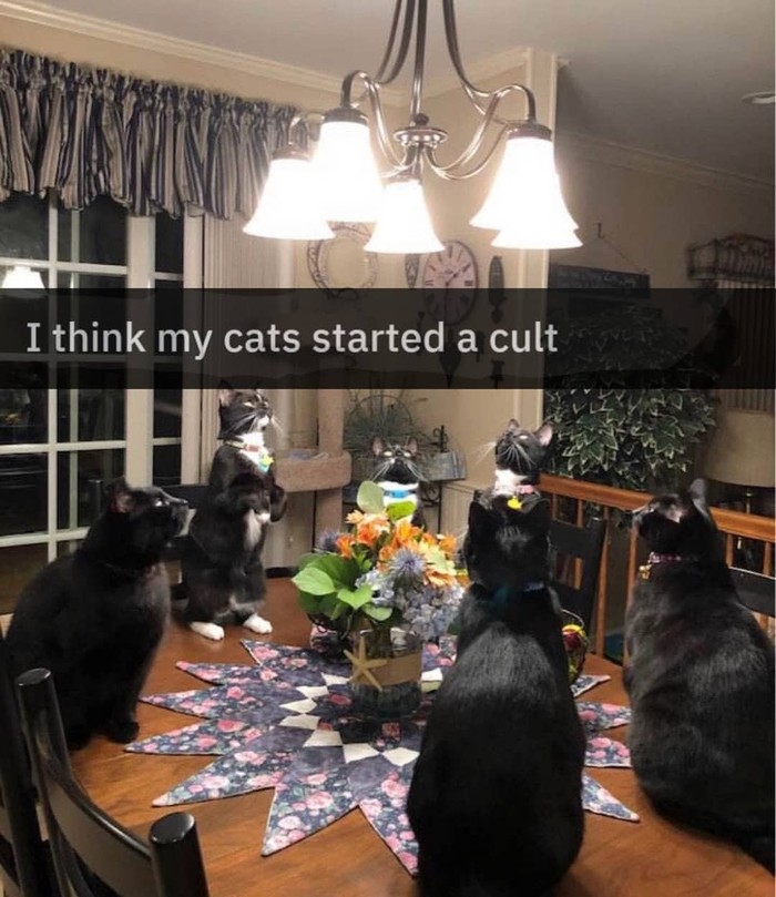 Meme - I think my cats started a cult