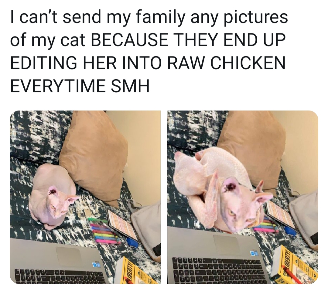 cant send my family pictures of my cat - I can't send my family any pictures of my cat Because They End Up Editing Her Into Raw Chicken Everytime Smh