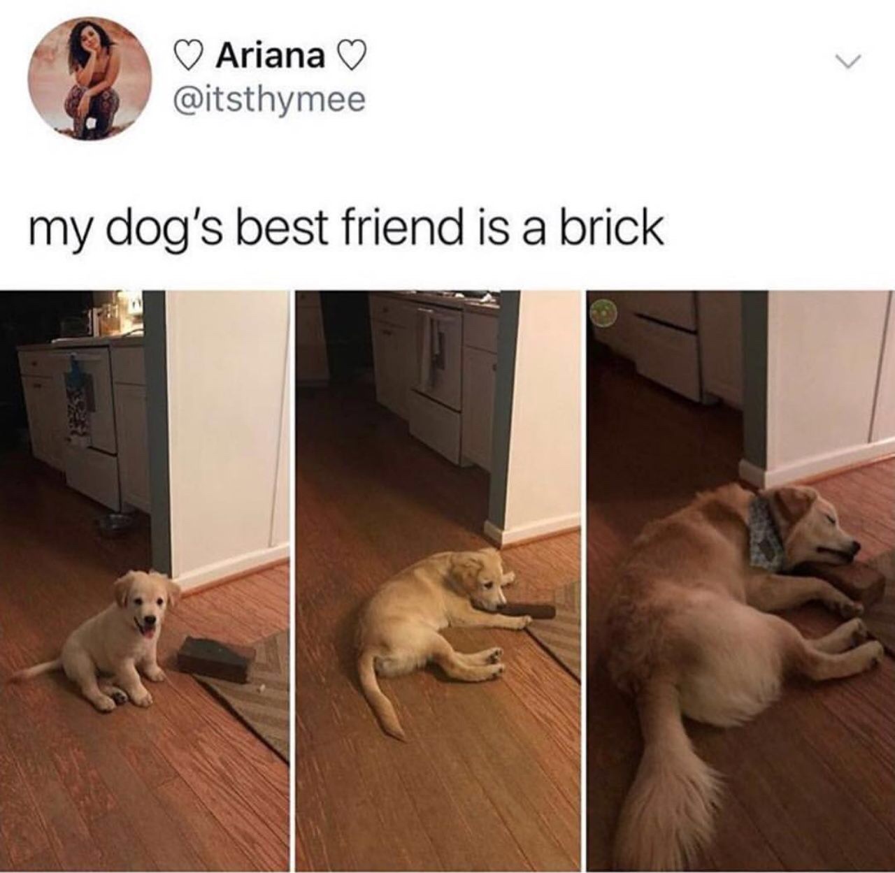 cuddling with your best friend - Ariana my dog's best friend is a brick
