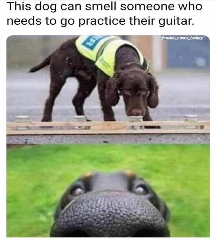 sniffer dog - This dog can smell someone who needs to go practice their guitar.