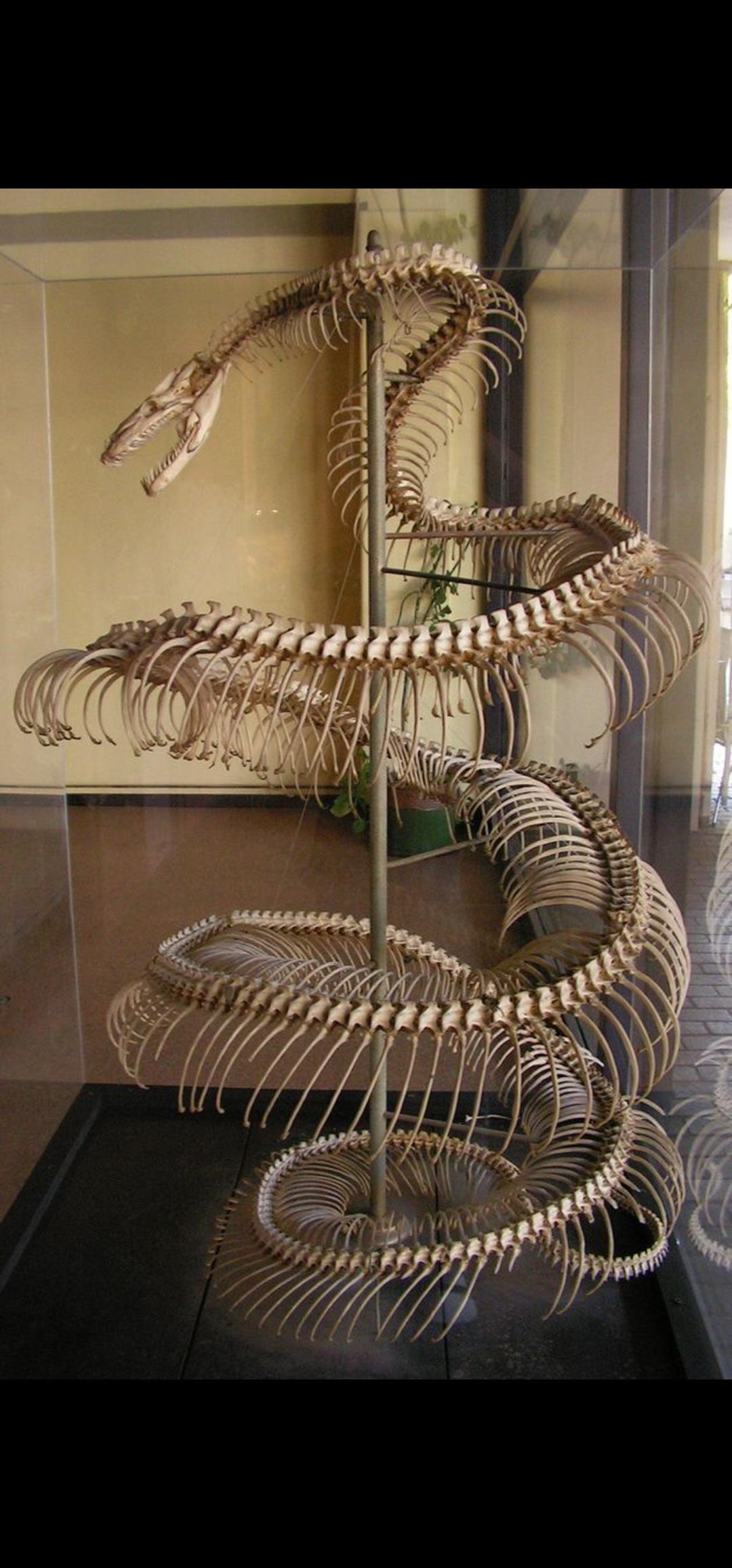 cursed_image of 28 ft anaconda skeleton