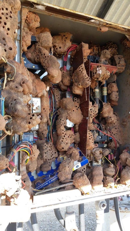 cursed_image of wasp nest in electrical box