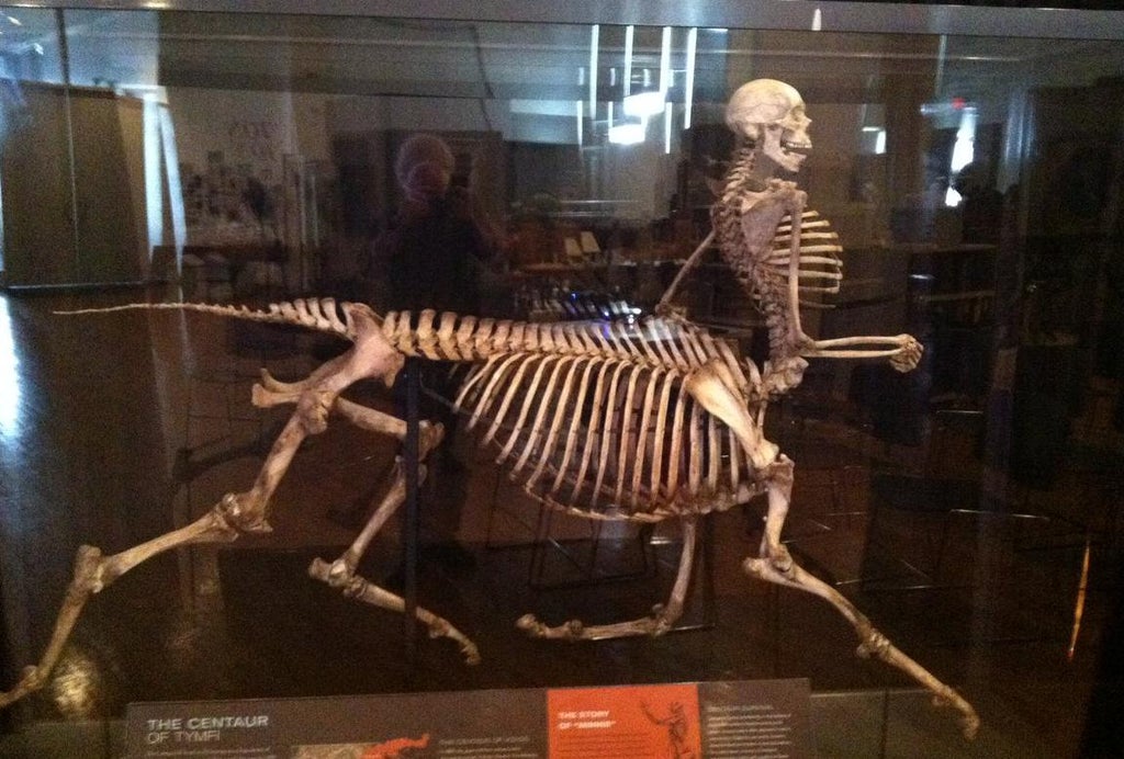 cursed_image of centaur skeleton - The Centaur