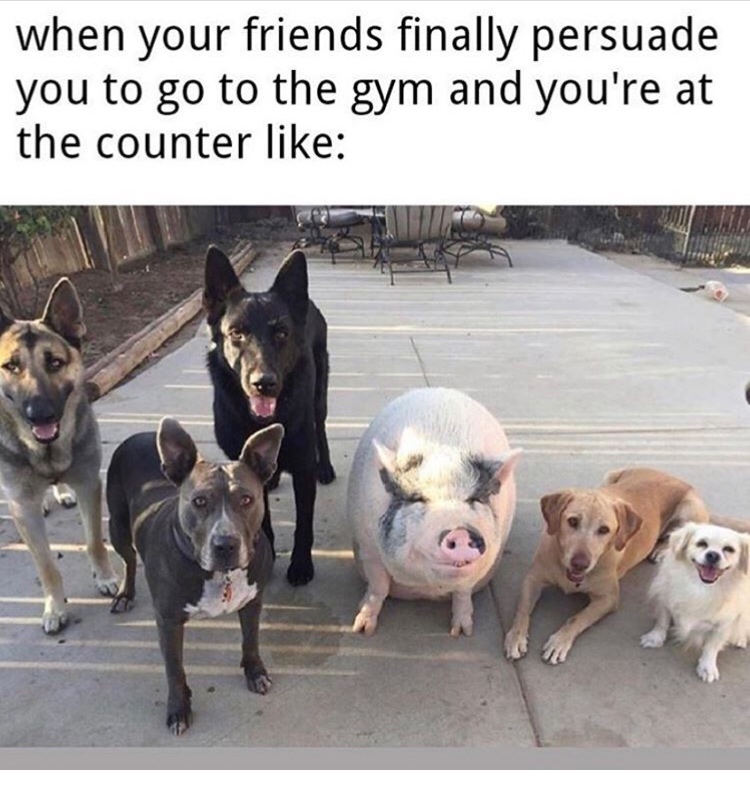 dogs and pig - when your friends finally persuade you to go to the gym and you're at the counter
