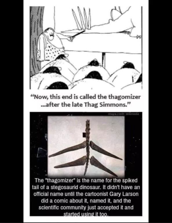 thag simmons - "Now, this end is called the thagomizer ...after the late Thag Simmons." The "thagomizer" is the name for the spiked tail of a stegosaurid dinosaur. It didn't have an official name until the cartoonist Gary Larson did a comic about it, name