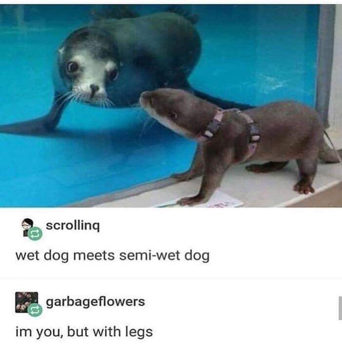 wet dog vs semi wet dog - scrolling wet dog meets semiwet dog garbageflowers im you, but with legs