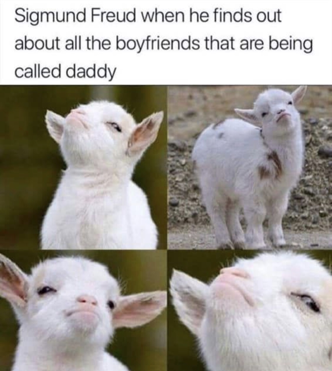lamb meme - Sigmund Freud when he finds out about all the boyfriends that are being called daddy