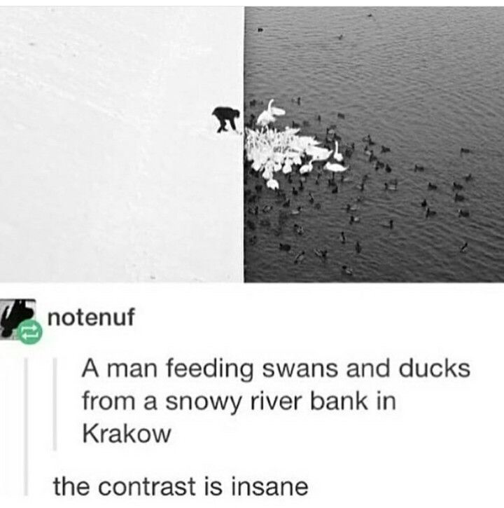 " notenuf A man feeding swans and ducks from a snowy river bank in Krakow the contrast is insane