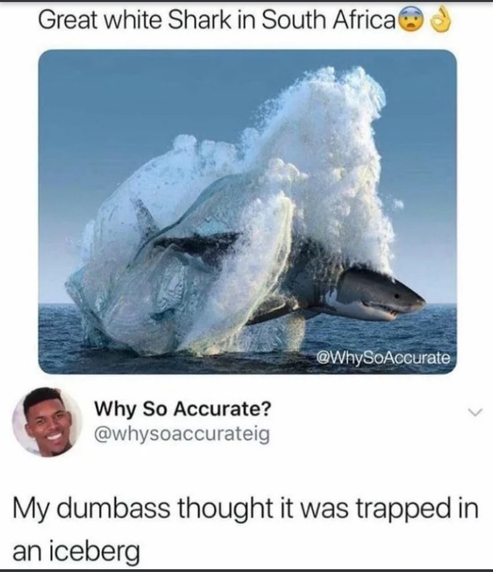 great white shark meme - Great white Shark in South Africa Why So Accurate? My dumbass thought it was trapped in an iceberg