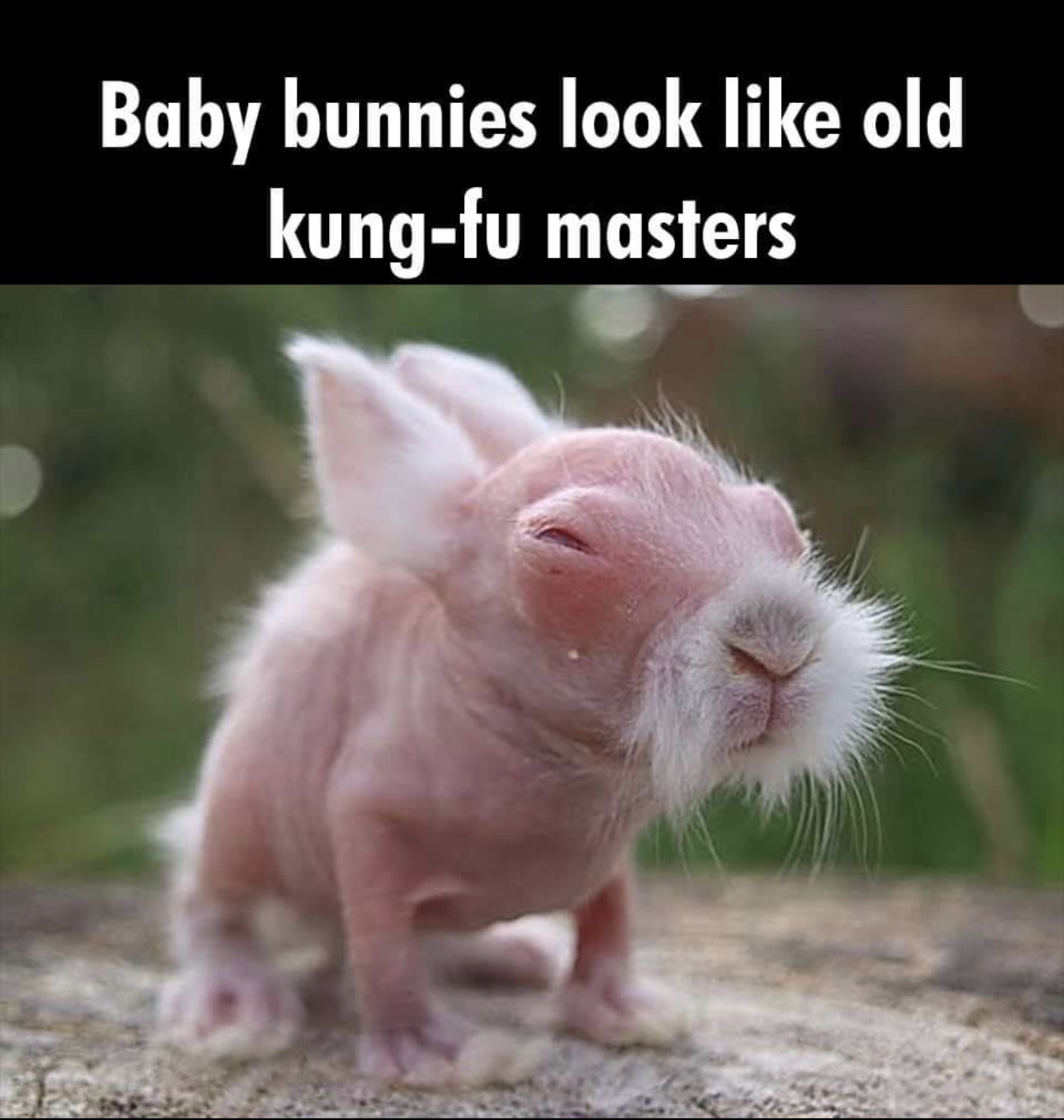 Baby bunnies look old kungfu masters