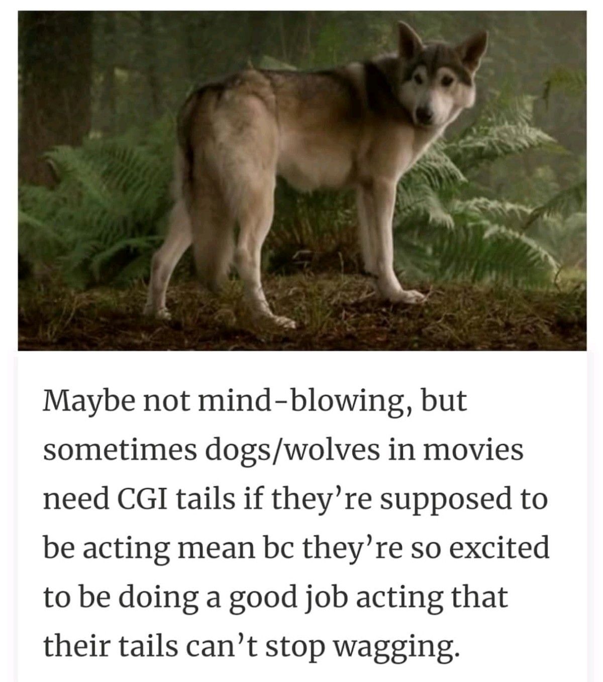 Game of Thrones - Maybe not mindblowing, but sometimes dogswolves in movies need Cgi tails if they're supposed to be acting mean bc they're so excited to be doing a good job acting that their tails can't stop wagging.