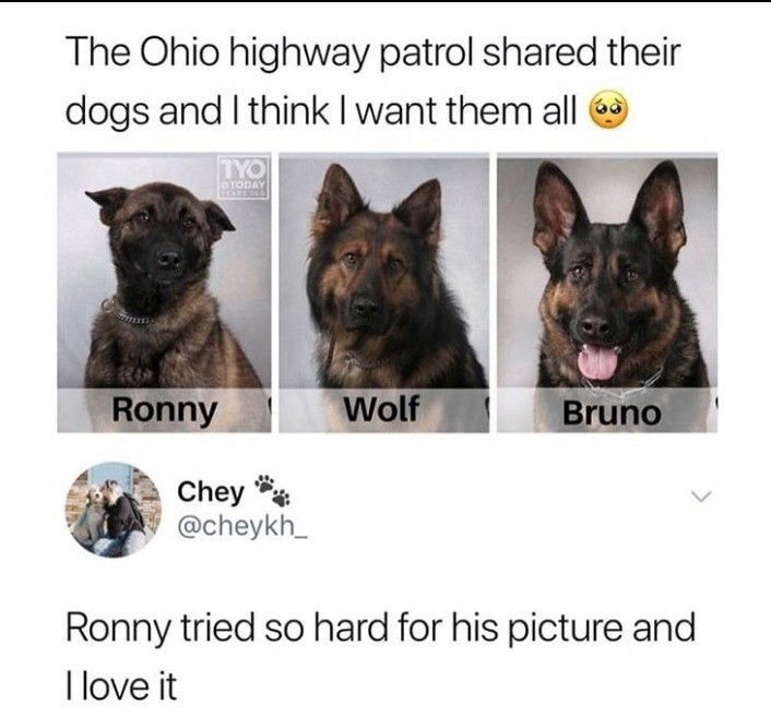 ohio highway patrol dogs - The Ohio highway patrol d their dogs and I think I want them all a Ctoday Ronny Wolf Bruno Chey Ronny tried so hard for his picture and Llove it