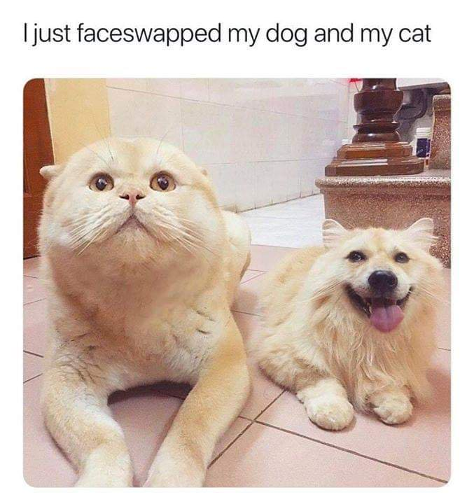 dog and cat face swap - I just faceswapped my dog and my cat