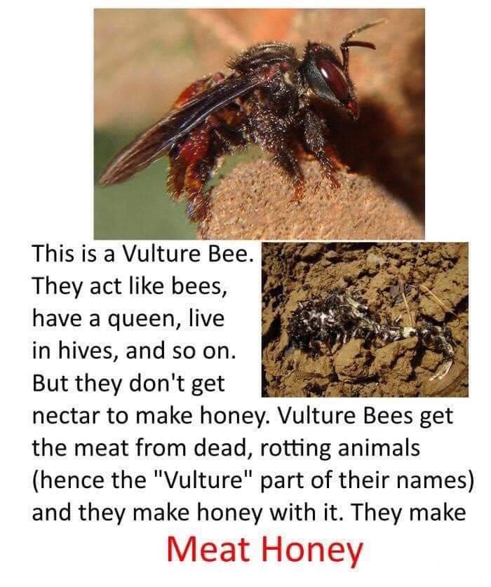 vulture bee honey - This is a Vulture Bee. They act bees, have a queen, live in hives, and so on. But they don't get nectar to make honey. Vulture Bees get the meat from dead, rotting animals hence the "Vulture" part of their names and they make honey wit