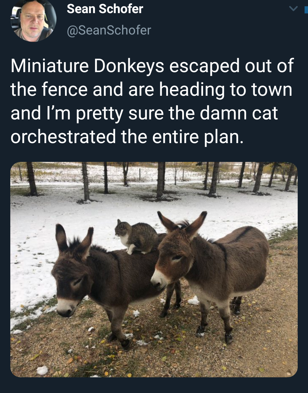 donkey - Sean Schofer Miniature Donkeys escaped out of the fence and are heading to town and I'm pretty sure the damn cat orchestrated the entire plan.