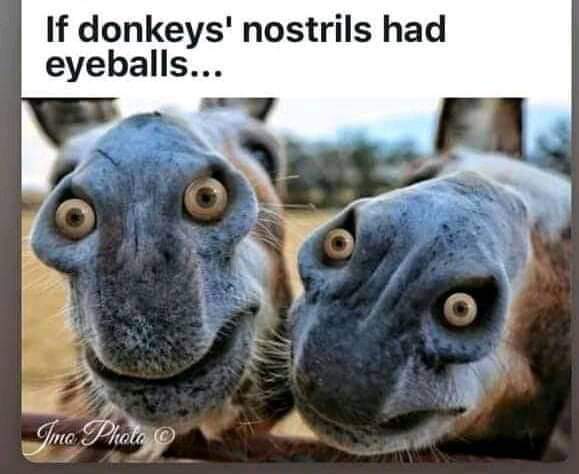 photo caption - If donkeys' nostrils had eyeballs... Imo Photo @