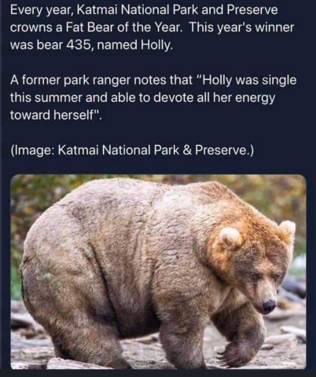 fat bear week - Every year, Katmai National Park and Preserve crowns a Fat Bear of the Year. This year's winner was bear 435, named Holly. A former park ranger notes that