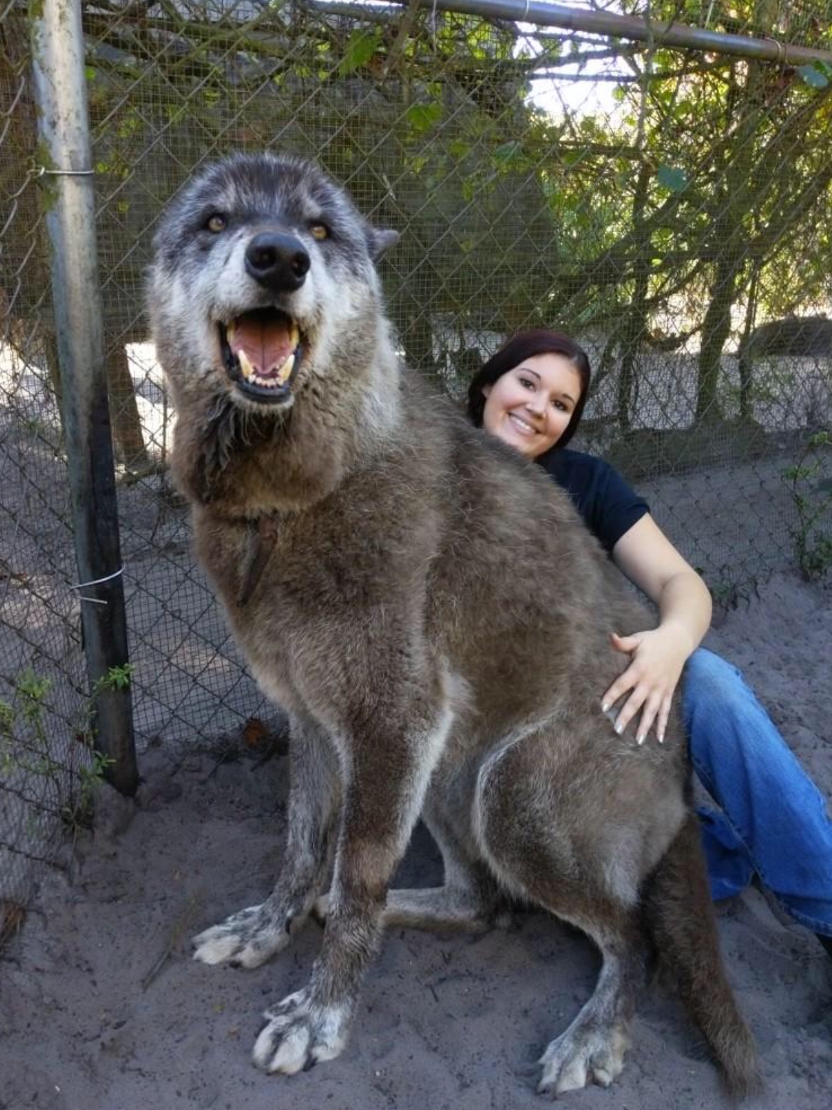 wolf large