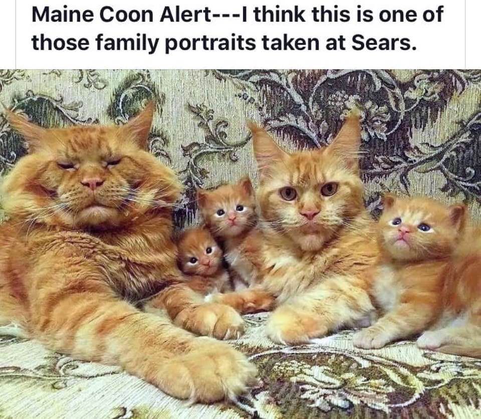 maine coon family - Maine Coon AlertI think this is one of those family portraits taken at Sears.