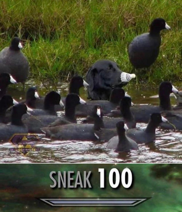 meme water - certs Sneak 100