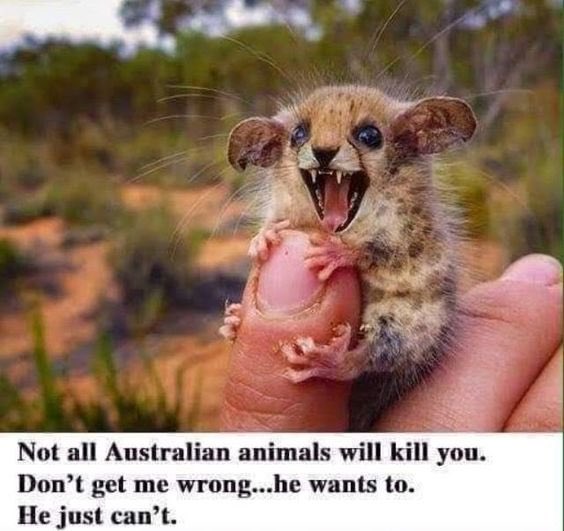 not all australian animals will kill you - Not all Australian animals will kill you. Don't get me wrong...he wants to. He just can't.