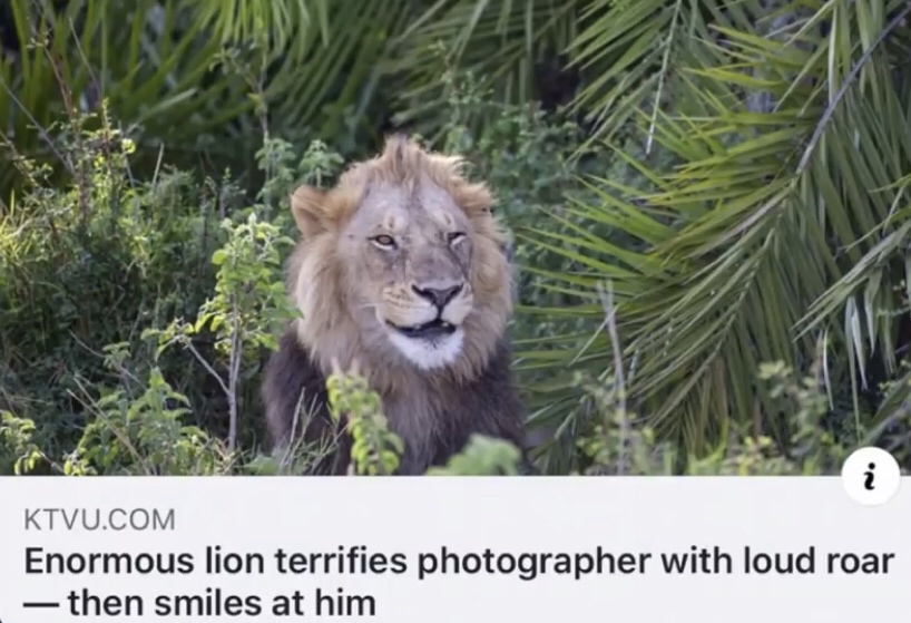 wildlife - Ktvu.Com Enormous lion terrifies photographer with loud roar then smiles at him