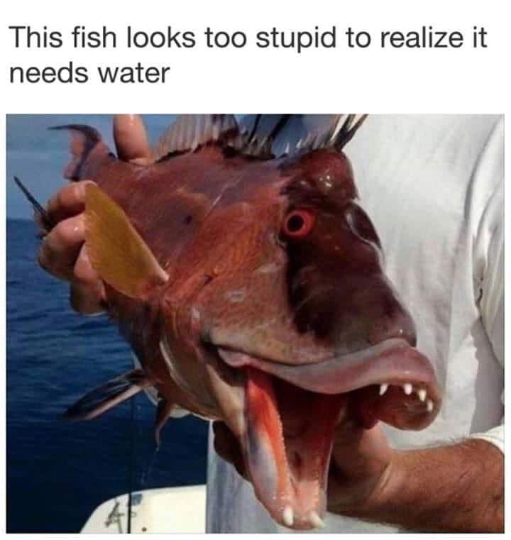 stupid fish - This fish looks too stupid to realize it needs water