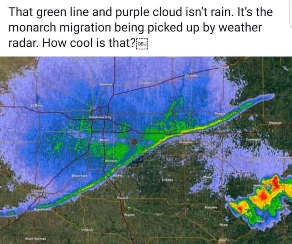 water resources - That green line and purple cloud isn't rain. It's the monarch migration being picked up by weather radar. How cool is that? Obj