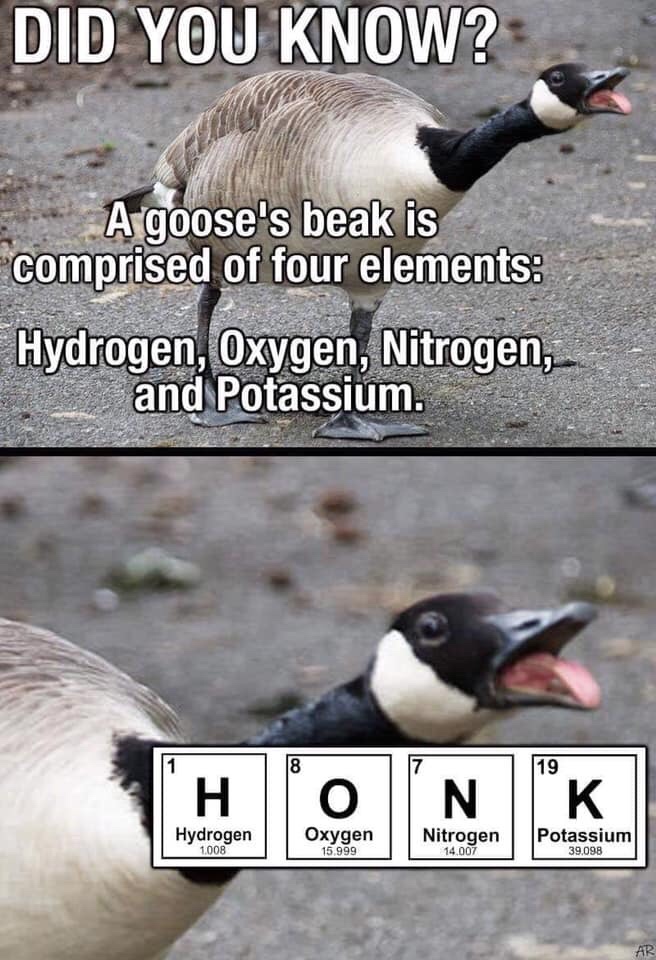 beak - Did You Know? A goose's beak is comprised of four elements Hydrogen, Oxygen, Nitrogen, and Potassium. Hydrogen 1.008 Oxygen 15.999 Nitrogen 14.007 Potassium 39.098