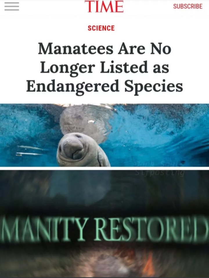 manatee restored meme - Time Subscribe Science Manatees Are No Longer Listed as Endangered Species Manity Restored