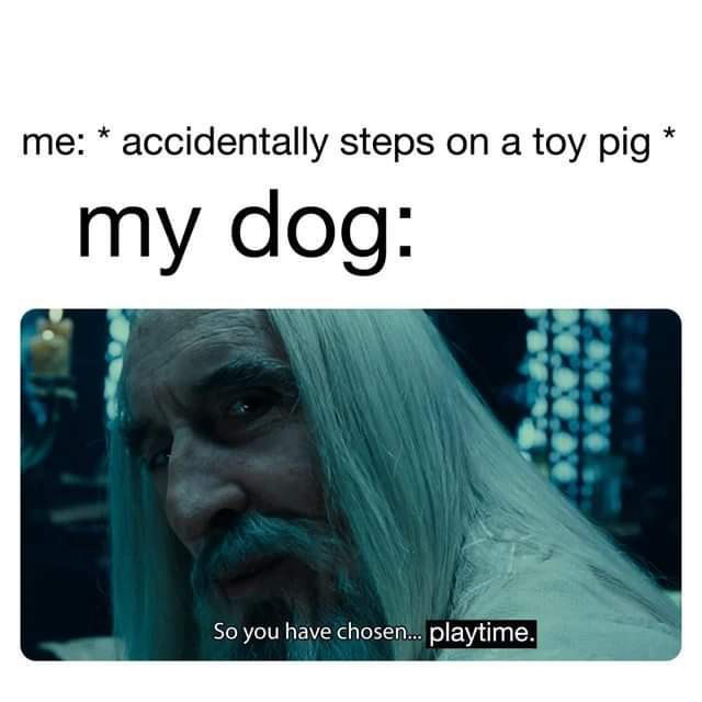 so you have chosen playtime - me accidentally steps on a toy pig my dog So you have chosen... playtime.