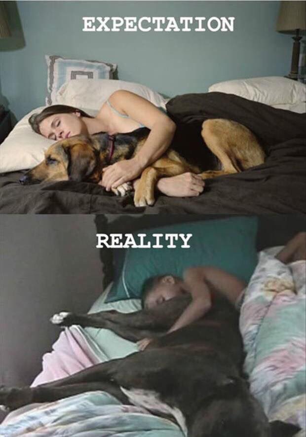 sleeping with dogs meme - Expectation Reality