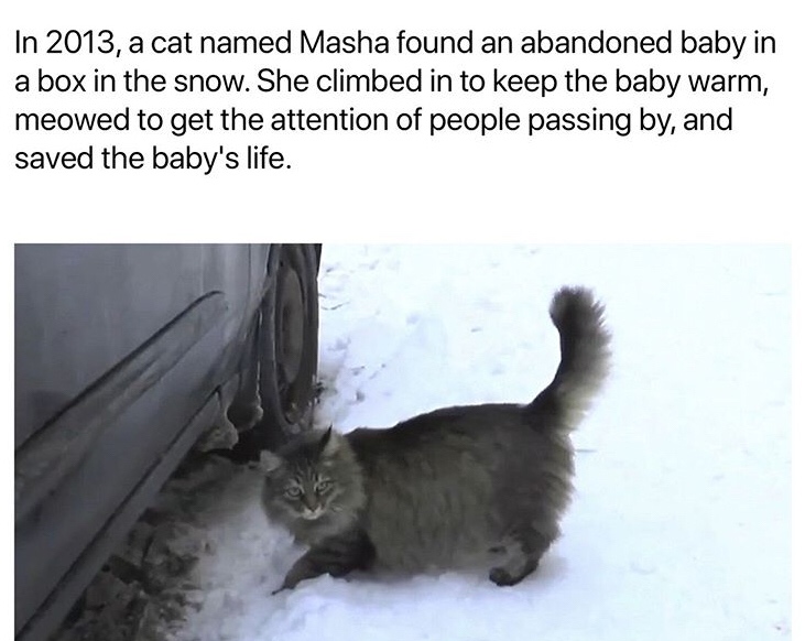cat saves a baby in russia - In 2013, a cat named Masha found an abandoned baby in a box in the snow. She climbed in to keep the baby warm, meowed to get the attention of people passing by, and saved the baby's life.