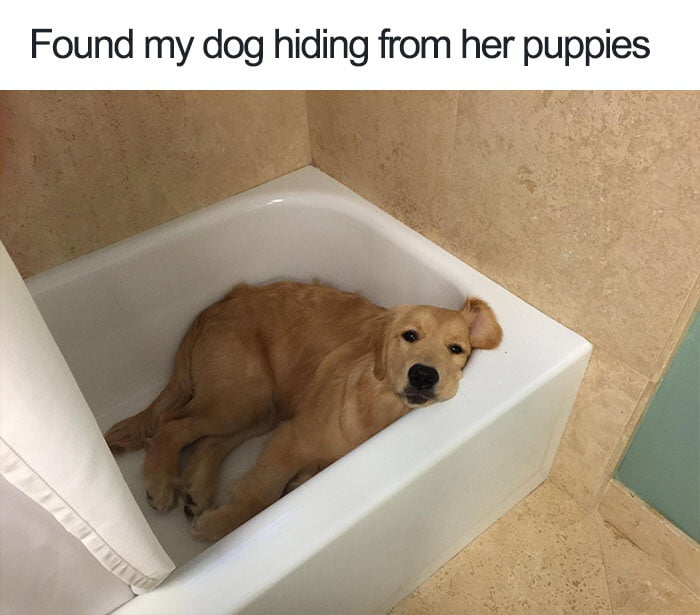 cute dog memes - Found my dog hiding from her puppies