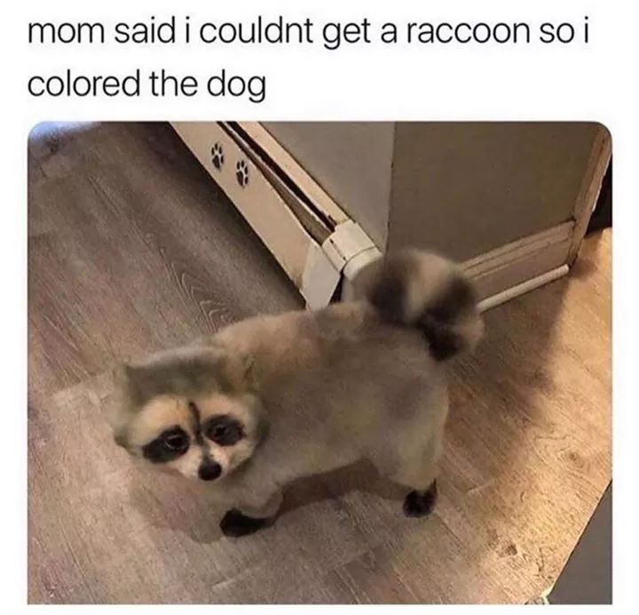 dog colored like raccoon - mom said i couldnt get a raccoon so i colored the dog