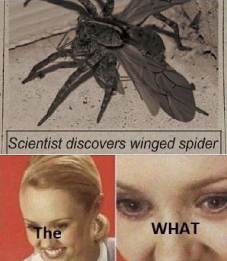 winged spider - Scientist discovers winged spider The What