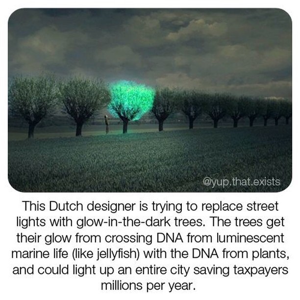 trees with jellyfish dna - .that.exists This Dutch designer is trying to replace street lights with glowinthedark trees. The trees get their glow from crossing Dna from luminescent marine life jellyfish with the Dna from plants, and could light up an enti