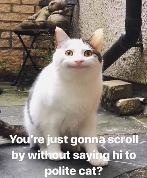 cat polite meme - You're just gonna scroll by without saying hi to polite cat?