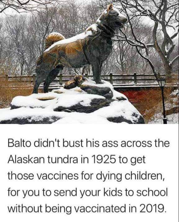 balto meme about vaccines - Balto didn't bust his ass across the Alaskan tundra in 1925 to get those vaccines for dying children, for you to send your kids to school without being vaccinated in 2019.