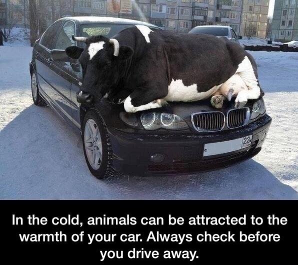 cow on trailer - In the cold, animals can be attracted to the warmth of your car. Always check before you drive away.